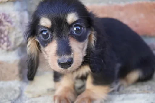 ダックスフンドの子犬販売