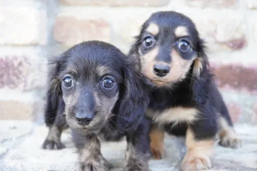 ダックスフンドの子犬販売