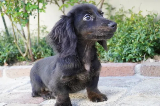 ダックスフンドの子犬販売