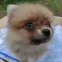 ポメラニアン
Pomeranian037-3