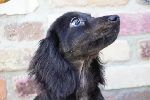 ダックスフンドの子犬販売