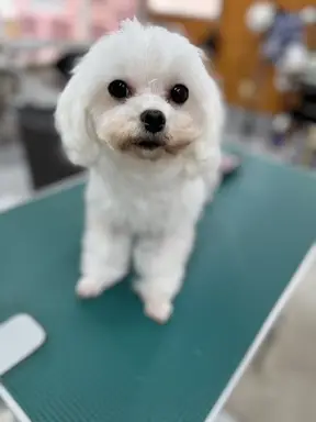 格安犬と里親募集犬の子犬販売