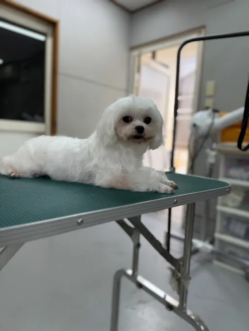 格安犬と里親募集犬の子犬販売