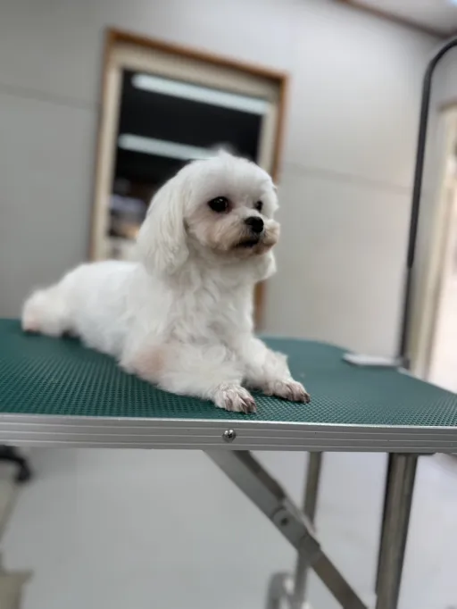 格安犬と里親募集犬の子犬販売