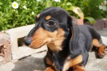 ミニチュア・ダックスフンド / スムースコート