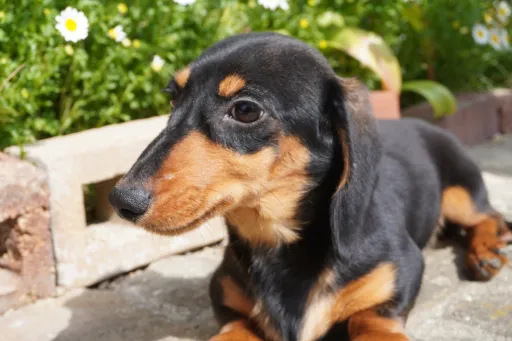 ダックスフンドの子犬販売