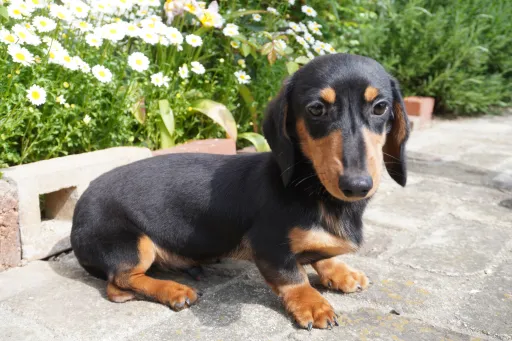 ダックスフンドの子犬販売
