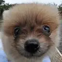 ポメラニアン
Pomeranian037-2