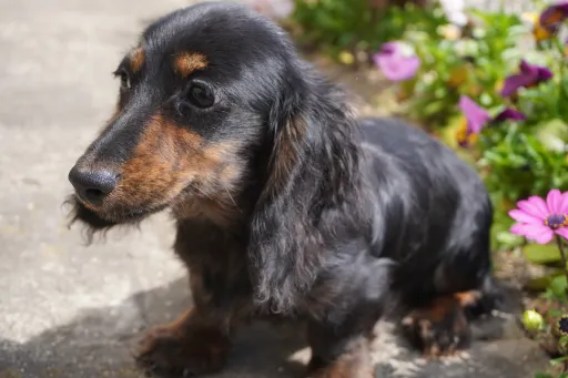ダックスフンドの子犬販売