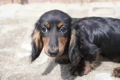 ダックスフンドの子犬販売