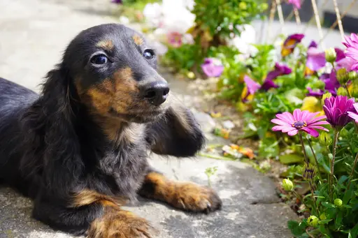 格安犬と里親募集犬の子犬販売