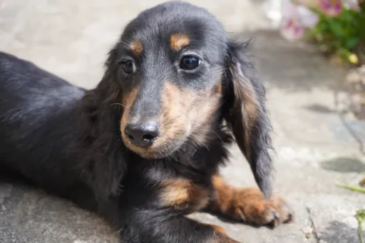 ダックスフンドの子犬販売