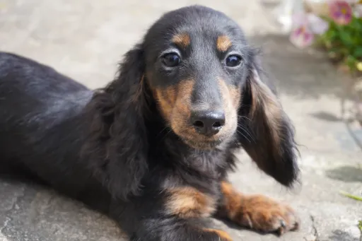 ダックスフンドの子犬販売