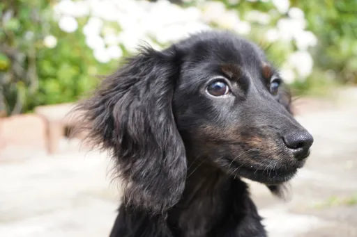 ダックスフンドの子犬販売