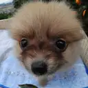 ポメラニアン
Pomeranian037-1