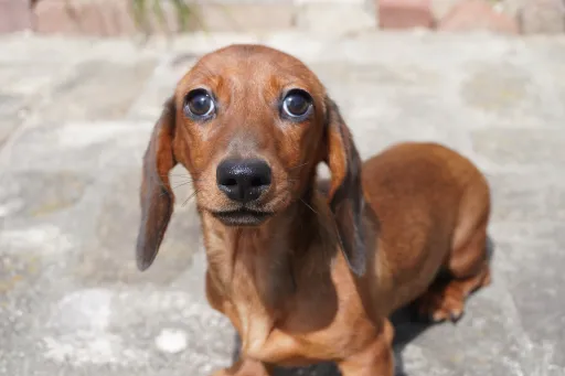 ダックスフンドの子犬販売