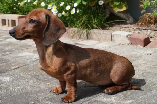 ダックスフンドの子犬販売