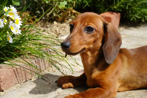 ダックスフンドの子犬販売