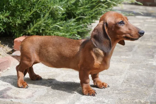 ダックスフンドの子犬販売
