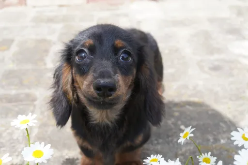 ダックスフンドの子犬販売