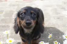 ミニチュア・ダックスフンド / ロングコート