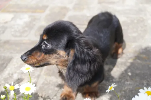 ダックスフンドの子犬販売