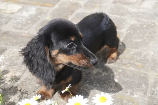 ダックスフンドの子犬販売