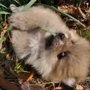 ポメラニアン
Pomeranian039-5