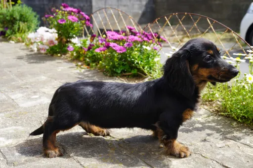 ダックスフンドの子犬販売
