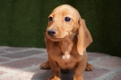 ダックスフンドの子犬販売