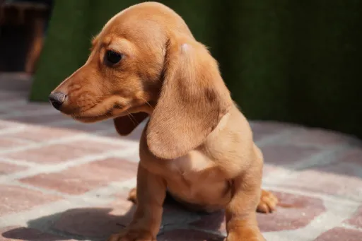 ダックスフンドの子犬販売