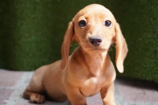 ダックスフンドの子犬販売