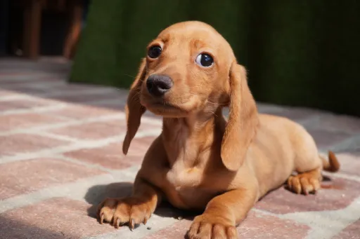 ダックスフンドの子犬販売