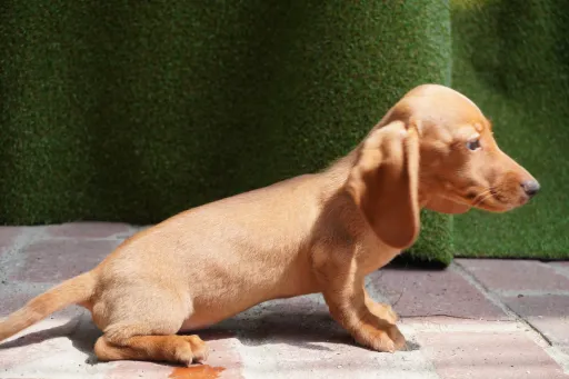 ダックスフンドの子犬販売
