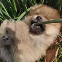 ポメラニアン
Pomeranian039-4