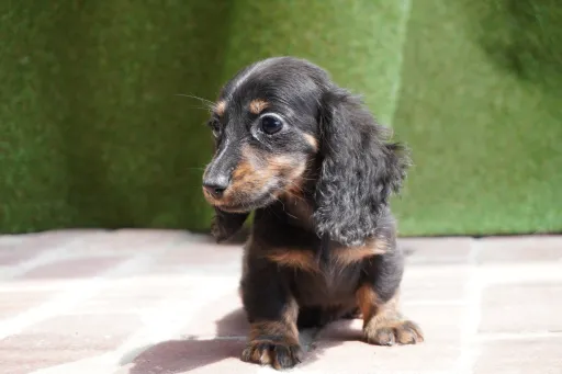 ダックスフンドの子犬販売