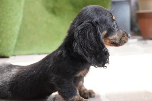 ダックスフンドの子犬販売