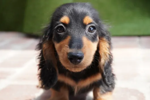 ダックスフンドの子犬販売