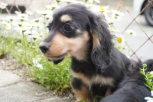 ミニチュア・ダックスフンド / ロングコート