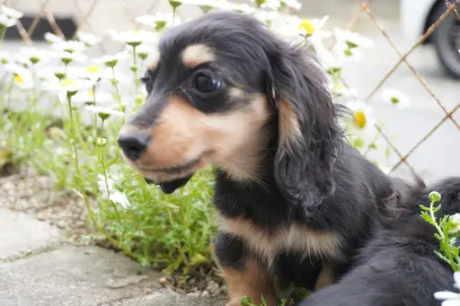 ダックスフンドの子犬販売