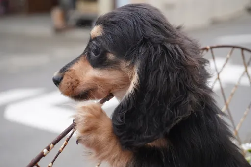 ダックスフンドの子犬販売