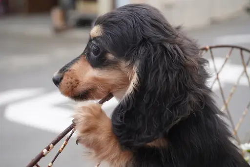 ミニチュア・ダックスフンド / ロングコートの拡大画像