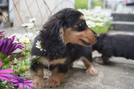 ダックスフンドの子犬販売