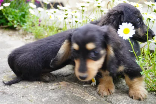 ダックスフンドの子犬販売