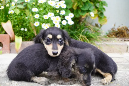 ダックスフンドの子犬販売
