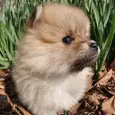 ポメラニアン
Pomeranian039-2