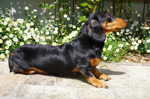 格安犬と里親募集犬の子犬販売
