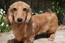 ミニチュア・ダックスフンド / ロングコート