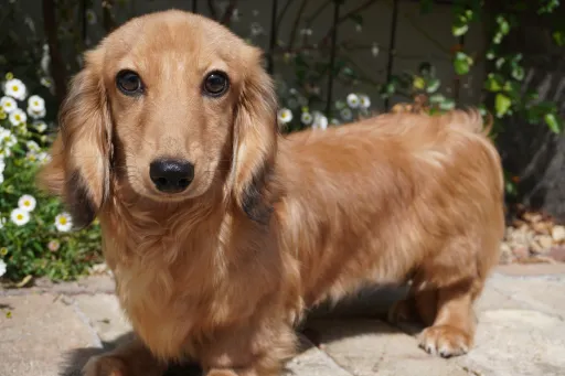 ダックスフンドの子犬販売