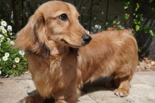 ダックスフンドの子犬販売